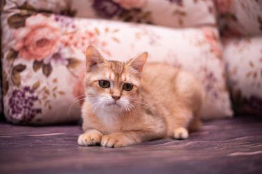 Kedi yavrusu İskoç İngiliz kedisi Burma cüce hayvanlar