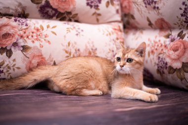 Kedi yavrusu İskoç İngiliz kedisi Burma cüce hayvanlar