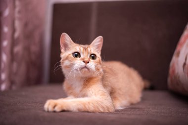 Kedi yavrusu İskoç İngiliz kedisi Burma cüce hayvanlar