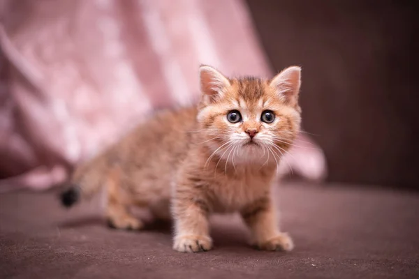 Gatinho Escocês Britânico Gato Birma Munchkin Animais — Fotografia de Stock