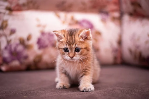 Kätzchen Schottische Britische Katze Burma Munchkin Tiere — Stockfoto