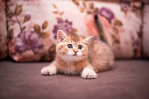 Gatinho Escocês Britânico Gato Birma Munchkin Animais — Fotografia de Stock