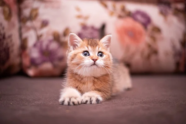 Kotek Szkocki Brytyjski Kot Birma Munchkin Zwierzęta — Zdjęcie stockowe