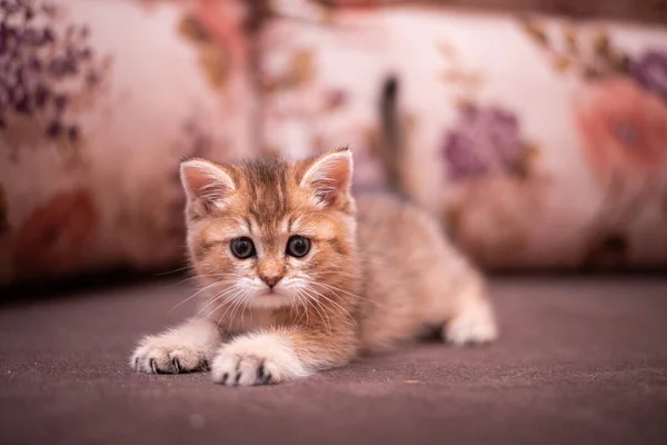 Chaton Écossais Britannique Chat Birmanie Munchkin Animaux — Photo