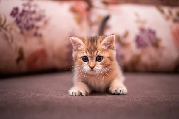 Kedi Yavrusu Skoç Ngiliz Kedisi Burma Cüce Hayvanlar — Stok fotoğraf