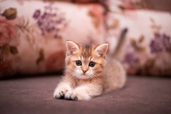 Chaton Écossais Britannique Chat Birmanie Munchkin Animaux — Photo