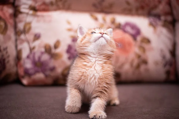 Gattino Scozzese Britannico Gatto Birmania Munchkin Animali — Foto Stock