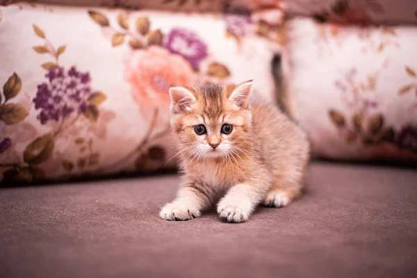 Kätzchen Schottische Britische Katze Burma Munchkin Tiere — Stockfoto