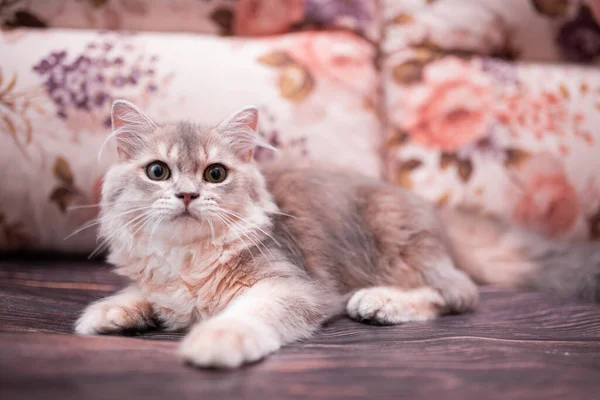 Kedi yavrusu İskoç İngiliz kedisi Burma cüce hayvanlar