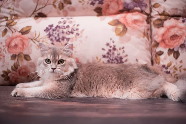 Kedi yavrusu İskoç İngiliz kedisi Burma cüce hayvanlar