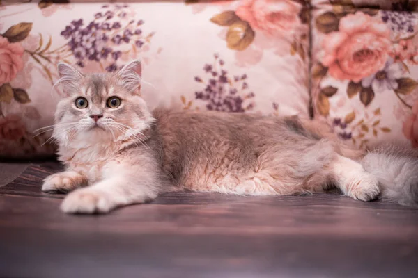 Kedi yavrusu İskoç İngiliz kedisi Burma cüce hayvanlar