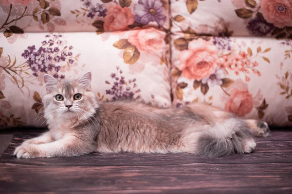 Kedi yavrusu İskoç İngiliz kedisi Burma cüce hayvanlar