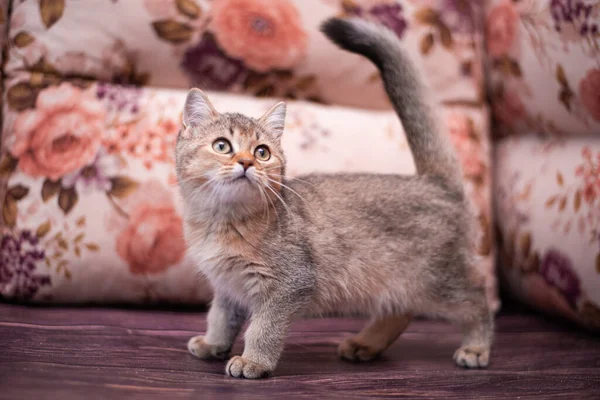 Kedi yavrusu İskoç İngiliz kedisi Burma cüce hayvanlar