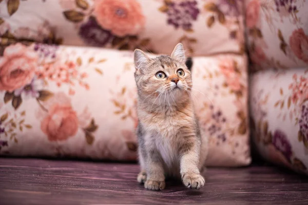 Kedi yavrusu İskoç İngiliz kedisi Burma cüce hayvanlar