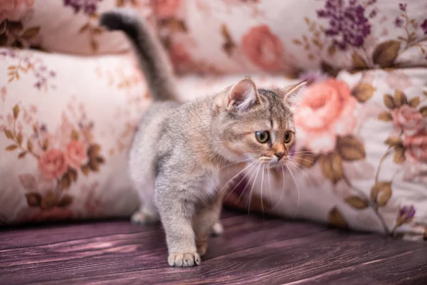 Kedi yavrusu İskoç İngiliz kedisi Burma cüce hayvanlar