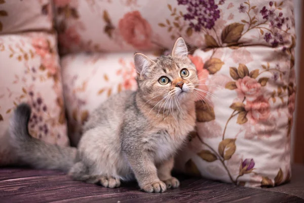 Kedi yavrusu İskoç İngiliz kedisi Burma cüce hayvanlar