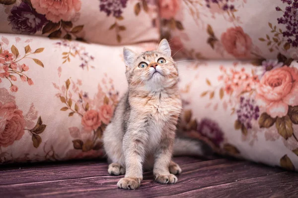 Kedi yavrusu İskoç İngiliz kedisi Burma cüce hayvanlar