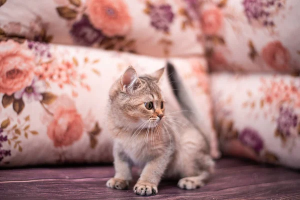 Kedi yavrusu İskoç İngiliz kedisi Burma cüce hayvanlar