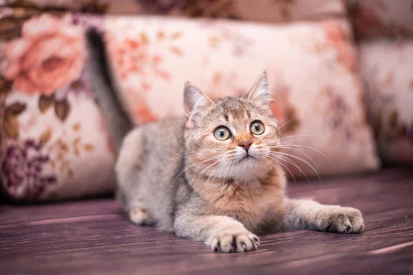 Kedi yavrusu İskoç İngiliz kedisi Burma cüce hayvanlar