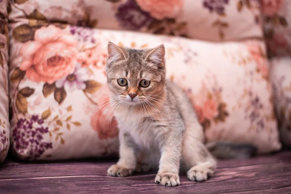 Kedi yavrusu İskoç İngiliz kedisi Burma cüce hayvanlar