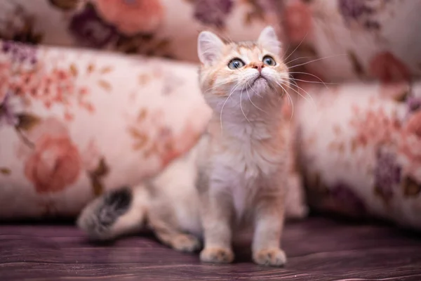 Kätzchen Schottische Britische Katze Burma Munchkin Tiere — Stockfoto