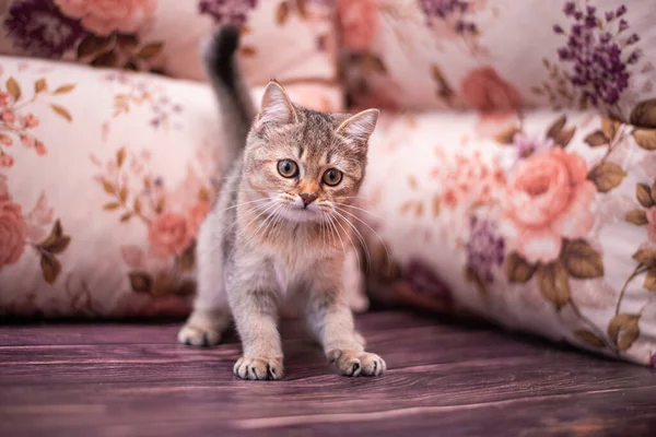 Kedi yavrusu İskoç İngiliz kedisi Burma cüce hayvanlar