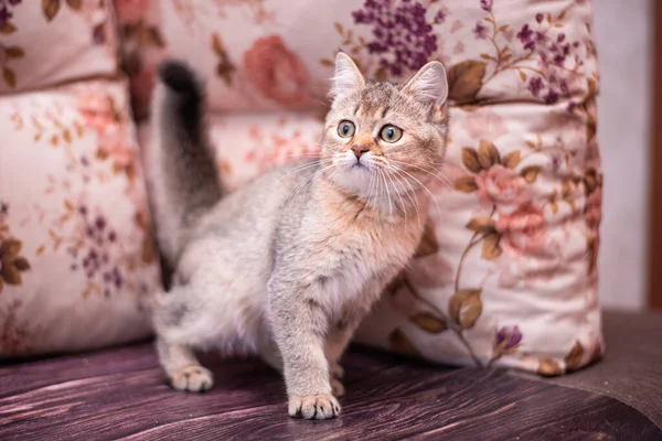 Kedi yavrusu İskoç İngiliz kedisi Burma cüce hayvanlar