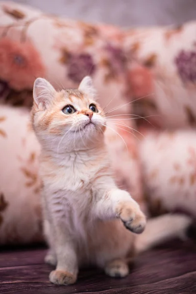 Gatinho Escocês Britânico Gato Birma Munchkin Animais — Fotografia de Stock