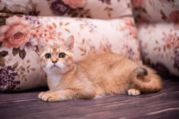 Kedi yavrusu İskoç İngiliz kedisi Burma cüce hayvanlar