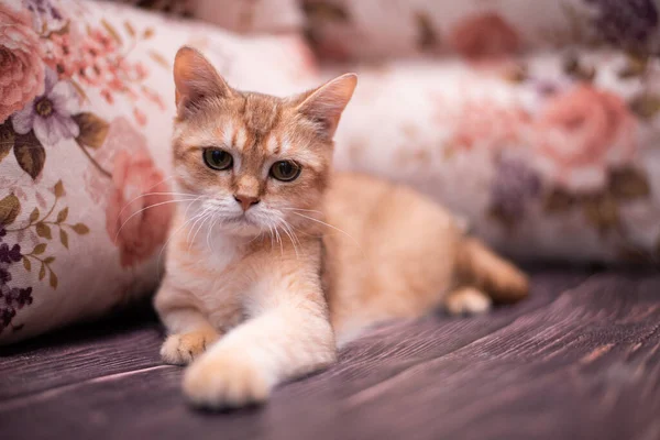 Kedi yavrusu İskoç İngiliz kedisi Burma cüce hayvanlar