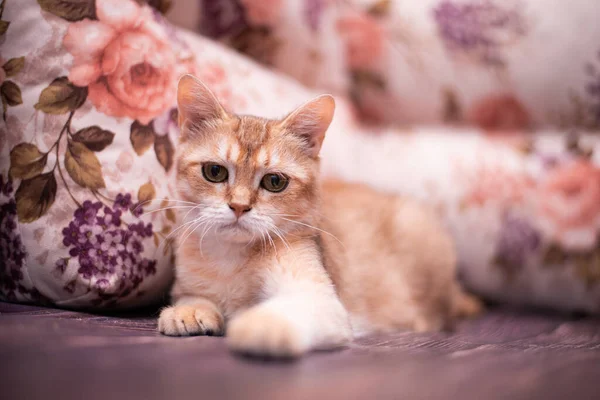 Kedi yavrusu İskoç İngiliz kedisi Burma cüce hayvanlar