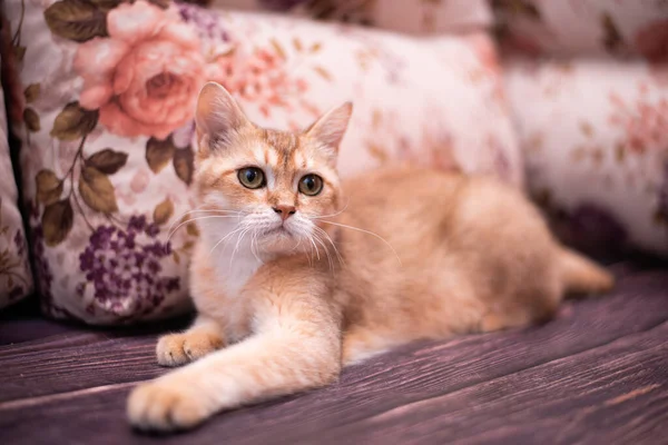 Kedi yavrusu İskoç İngiliz kedisi Burma cüce hayvanlar