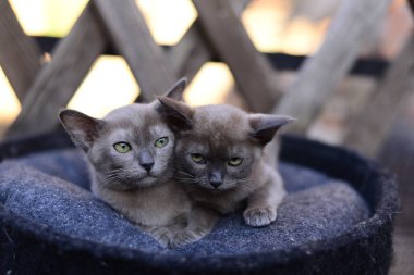 Kedi yavrusu İskoç İngiliz kedisi Burma cüce hayvanlar