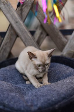 Kedi yavrusu İskoç İngiliz kedisi Burma cüce hayvanlar