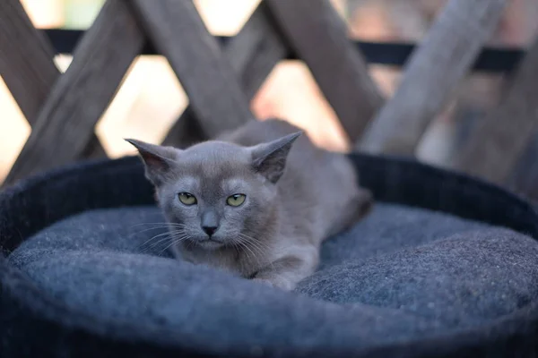 Kattunge Skotsk Brittisk Katt Burma Munchkin Djur — Stockfoto