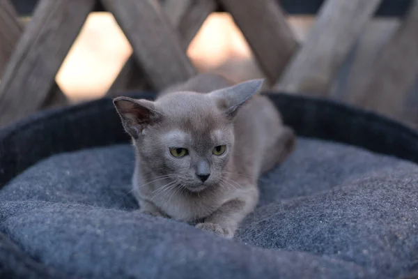 Gattino Scozzese Britannico Gatto Birmania Munchkin Animali — Foto Stock