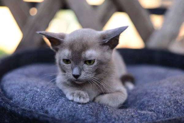 Kattunge Skotsk Brittisk Katt Burma Munchkin Djur — Stockfoto