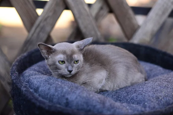 Gatinho Escocês Britânico Gato Birma Munchkin Animais — Fotografia de Stock