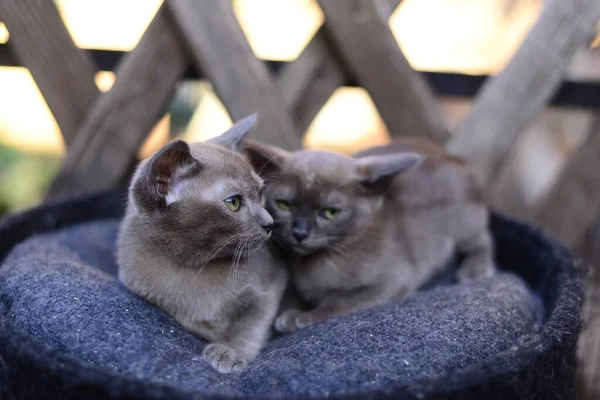 Gatinho Escocês Britânico Gato Birma Munchkin Animais — Fotografia de Stock