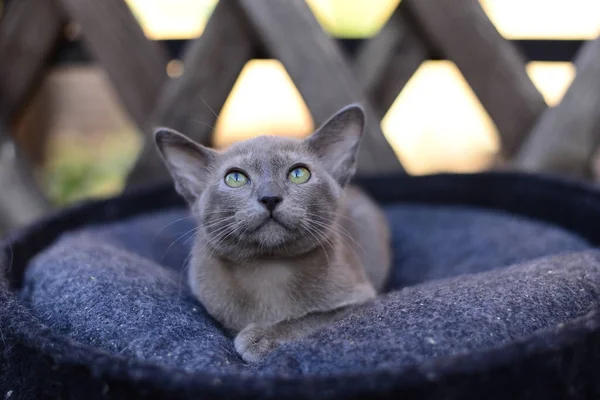 Kattunge Skotsk Brittisk Katt Burma Munchkin Djur — Stockfoto