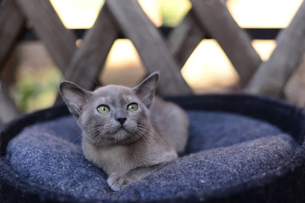 Gattino Scozzese Britannico Gatto Birmania Munchkin Animali — Foto Stock