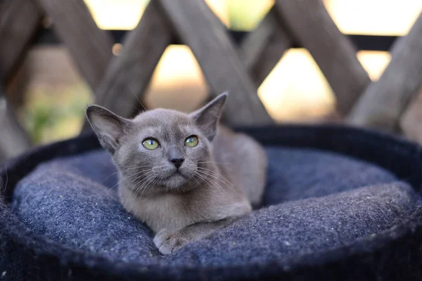 Gattino Scozzese Britannico Gatto Birmania Munchkin Animali — Foto Stock