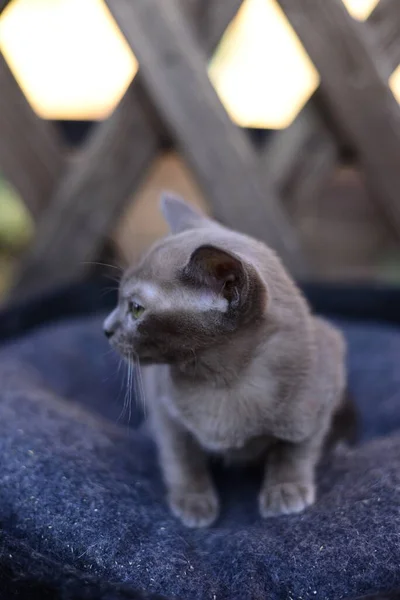 Kedi Yavrusu Skoç Ngiliz Kedisi Burma Cüce Hayvanlar — Stok fotoğraf