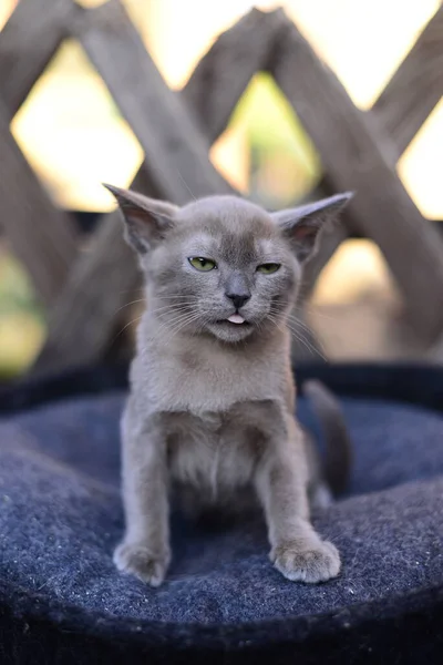 Kissanpentu Scottish Brittiläinen Kissa Burma Munchkin Eläimet — kuvapankkivalokuva