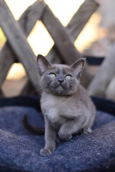 Chaton Écossais Britannique Chat Birmanie Munchkin Animaux — Photo