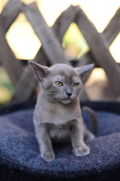 Gatinho Escocês Britânico Gato Birma Munchkin Animais — Fotografia de Stock