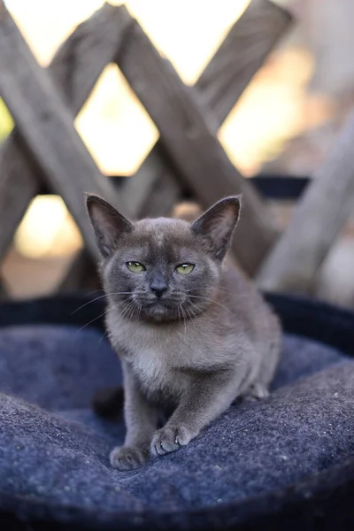 Gatinho Escocês Britânico Gato Birma Munchkin Animais — Fotografia de Stock