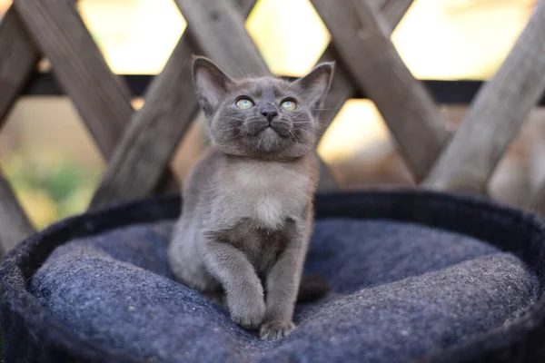 Gatinho Escocês Britânico Gato Birma Munchkin Animais — Fotografia de Stock