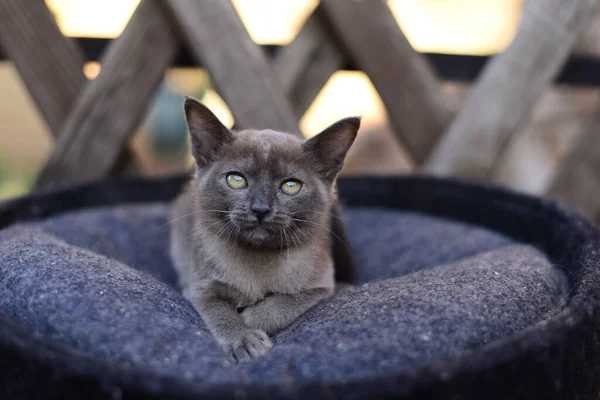 Kätzchen Schottische Britische Katze Burma Munchkin Tiere — Stockfoto