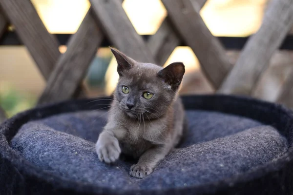 Kedi Yavrusu Skoç Ngiliz Kedisi Burma Cüce Hayvanlar — Stok fotoğraf